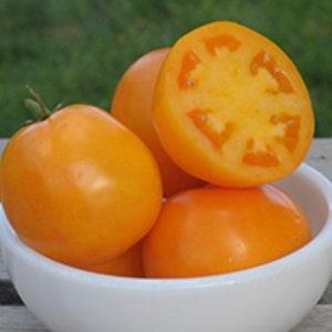3-5?? Early Carolina Gold Tomato SEEDS Determinate, Large Slicer, Containers, Patio, Thick Juicy Walls Dizzy Bees Urban Garden