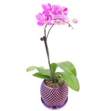 Open Orchid Pot