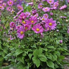 Perennial Plants For Sale Flower Delivery