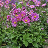 Perennial Plants For Sale Flower Delivery