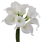 GA,USA-Real Touch calla lily-choose color White , Ivory