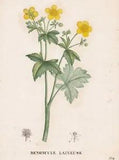 Ranunculus Flower Botanic Copperstitch Engraving Saint-Hilaire Woolish Renuncle