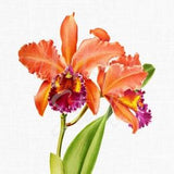 Botanical Illustration "Laelio-cattleya Firmini" Transparent Background Flower Clipart Image for Invitations, Wall Decor, Collages...