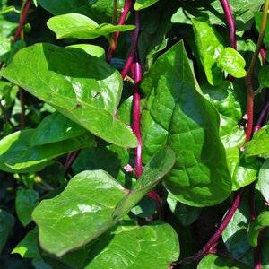 30 Red Malabar Spinach Seeds, Basella alba Rubra, Baselle, Spinach Red Malabar, Red Indian Spinach