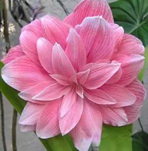 200PCS Seeds Amaryllis New The Barbados Lily Bonsai Plant Pot Balcony Flowers