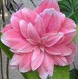 200PCS Seeds Amaryllis New The Barbados Lily Bonsai Plant Pot Balcony Flowers