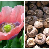 1000 POPPY " THE GIANT " Papaver Giganteum Pink & Purple Huge Pods Flower Seeds