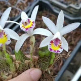 Pleione Maculata Orchid Pseudobulb