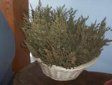 50 stems Sweer Annie Dried Artemesia wreath,arrangements R 4 in to 11 in.