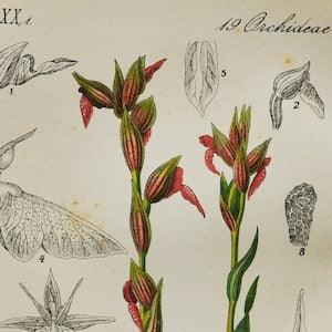 Tongue Orchid Print - Original Antique Botanical 1880s - Serapias lingua (plant flower seed orchidaceae pink purple green red orchidoideae)