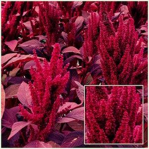 GIANT VELVET AMARANTHUS Seeds - Velvet Curtain Amaranth / Prince of Whales / Princes Feather / Purple Red Amaranthus  / Cut Fresh or Dried