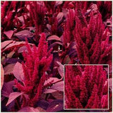 GIANT VELVET AMARANTHUS Seeds - Velvet Curtain Amaranth / Prince of Whales / Princes Feather / Purple Red Amaranthus  / Cut Fresh or Dried
