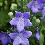 Balloon Flowers. 50 seeds. Blue . Perennials. Easy care , low maintenance