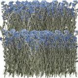 100 Pcs Natural Forget Me Not Pressed Dried Flowers Blue Don'T Forget Me Dried F
