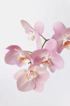 orchid Flower Delivery