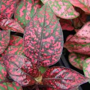 20 Pcs  Hypoestes Pink Polka Dot Flower seeds-FL256-Hypoestes Sanguinolenta-Lively and Beautiful Perennial!