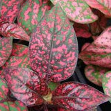 20 Pcs  Hypoestes Pink Polka Dot Flower seeds-FL256-Hypoestes Sanguinolenta-Lively and Beautiful Perennial!