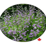 Skullcap seeds (medicinal plant) Open pollinated, certified organic seed. Medicinal Seeds. Specialty Seeds.