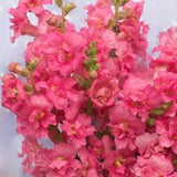 Madame Butterfly Rose F1 Snapdragon Seeds, 50 Flower Seeds // Open Pollinated, Non-GMO, antirrhinum majus
