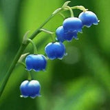 'Blue Flower Goddess' Blue Lily of the valley Flower Seeds Rare Perennial Plants