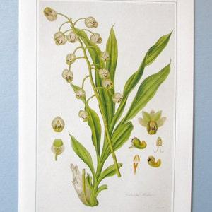 Orchid Botanical Art Print/ 1800's Exotic, Catasetum Wild Flower, Book Plate Illustration Wall Art by William Jackson Hooker/ 9 3/4 X 14"
