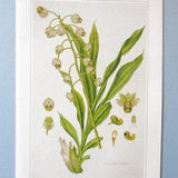 Orchid Botanical Art Print/ 1800's Exotic, Catasetum Wild Flower, Book Plate Illustration Wall Art by William Jackson Hooker/ 9 3/4 X 14"