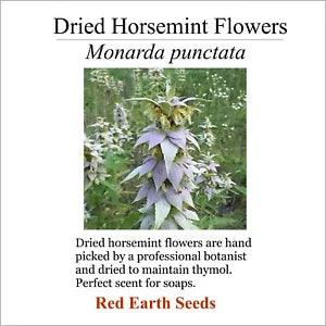Dried Horsemint Flower Heads - Monarda punctata
