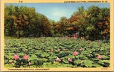 Parkersburg W Virginia Pink Lotus Lily Pond '34 Teich Linen Postcard Wright Bros