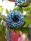 vintage 1950's blue multi petal flower/Carnation clip earrings Handmade, carved