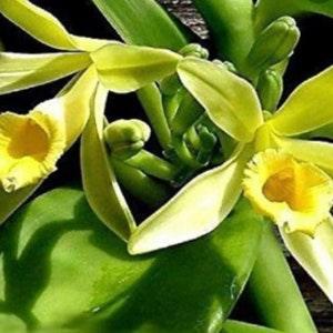 vanilla orchid Live plant & cuttings / Vanilla plantifolia, grow your own vanilla beans