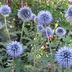 Globe Thistle seeds,  50 seeds, Echinops Ritro, Blue Thistle, Bee Friendly Perennial