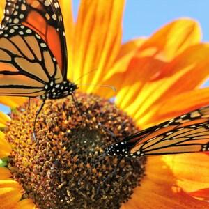 photo cards, blank greeting cards, Sunflowers and Monarchs, 10 in set,
