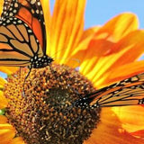 photo cards, blank greeting cards, Sunflowers and Monarchs, 10 in set,