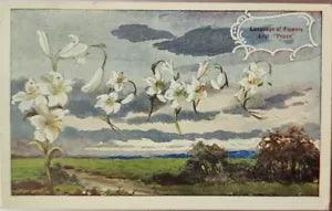 NEW LISTINGVintage Postcard 1909 Language of Flowers White Lily Peace Cloudy Field Cancel
