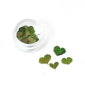 20PCS Real Pressed Dry heart shape leaves for art, candle, handcraft FCD22