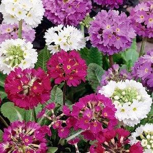 Drumstick Primula Primrose Flowers Blend 0.3g - 200 Seeds - Primula Denticulata