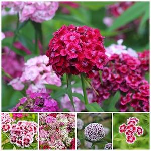 SWEET WILLIAM Seeds - Old Fashion Charm Fragrant Classic Bouquet Flower Super BIG Duplex Double the Flower / Use in Your Cut Flower Garden