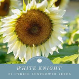 White Knight (F1) sunflower seeds: White Night, Product White, white hybrid sunflower seeds