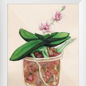 phalaenopsis orchid - orchid - Mandrake - postcard - greeting card - A6 - Illustration
