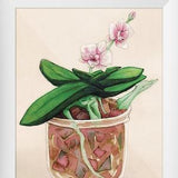 phalaenopsis orchid - orchid - Mandrake - postcard - greeting card - A6 - Illustration