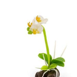 Miniature orchid Dollhouse flowers