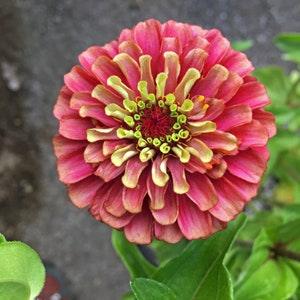 ZINNIA Red Lime Queen Elegans Butterflies Butterfly, 5 Seeds