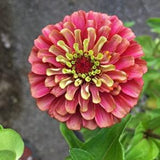 ZINNIA Red Lime Queen Elegans Butterflies Butterfly, 5 Seeds