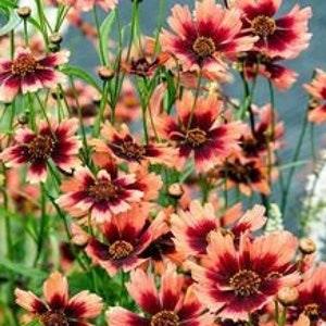 Nr 181 ?¨¬ Coreopsis Samen Seeds Zaden Maiden's Eye Wildflowers Redplants