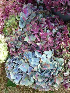 Quand l'hortensia nous en fait voir de toutes les couleurs... Flower Delivery