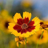 Coreopsis Seeds , Plains Coreopsis Flower Seeds, 