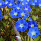Heavenly Blue Morning Glory Flower Seeds - Open-Pollinated for Seed Saving - Non-Hybrid & Non-GMO - Heirloom Canada Flower Seeds