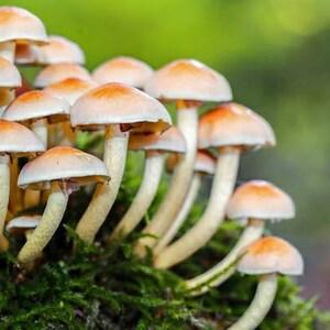 ornamental Mushrooms mix seeds-code 524