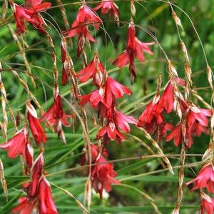 BLACKBIRD ANGEL'S FISHING Rod, Dierama Hairbells Hardy Perennial, 10 Seeds