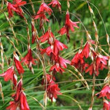 BLACKBIRD ANGEL'S FISHING Rod, Dierama Hairbells Hardy Perennial, 10 Seeds